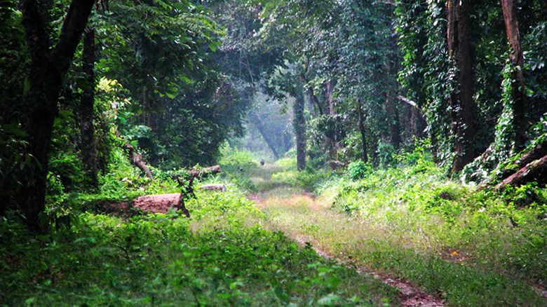 Khuttimari Forest in Dooars, an offbeat destination of Dooars