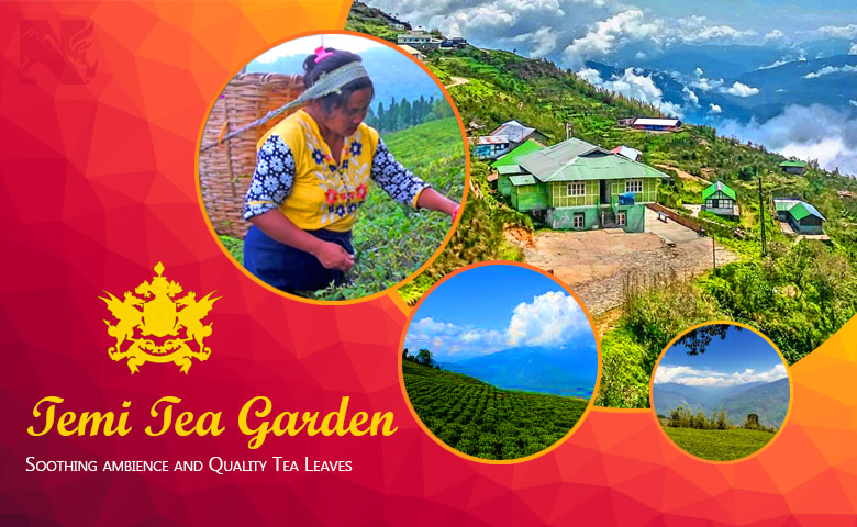 Temi Tea Garden, an offbeat destination of Sikkim
