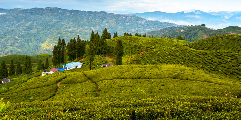 Hero image for fagu-tea-estate
