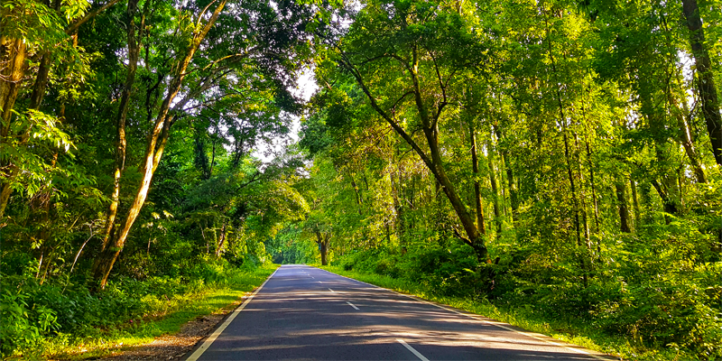 Hero image for khuttimari-forest