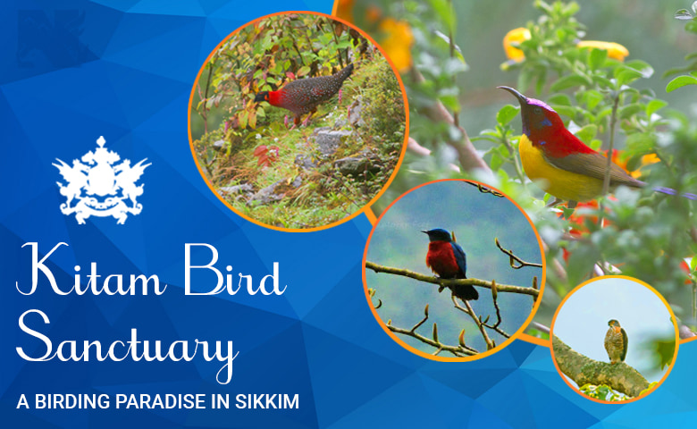Kitam Bird Sanctuary, offbeat destination in Sikkim