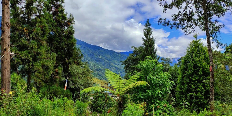 palmajua