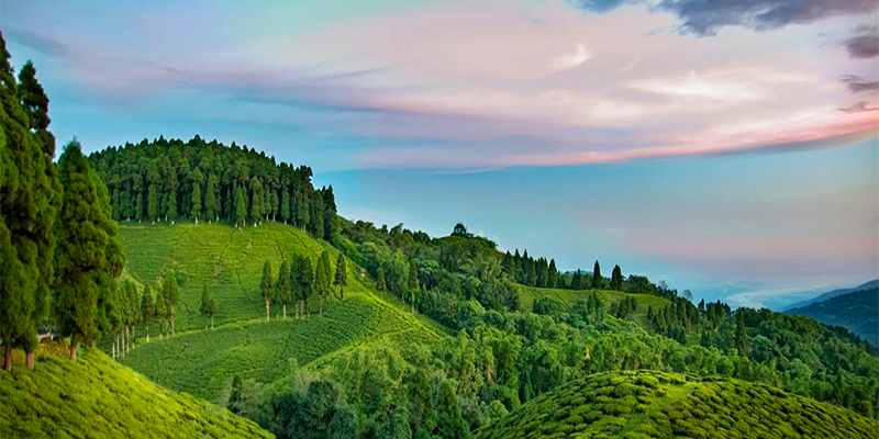 Hero image for samabeong-tea-estate