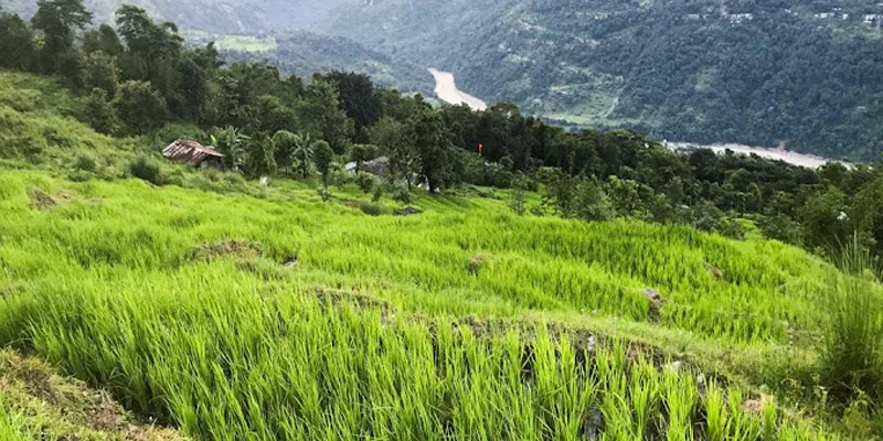 Hero image for yangang