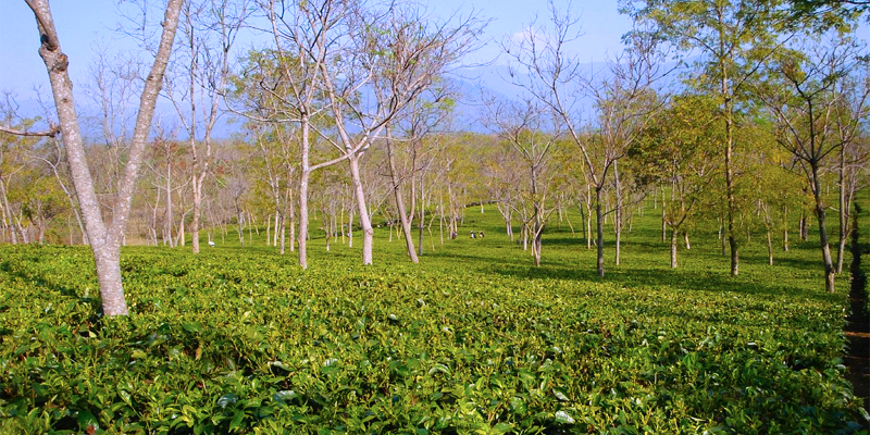Hero image for zurrantee-tea-estate