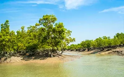 Experience Sunderbans