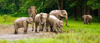 Jaldapara National Park